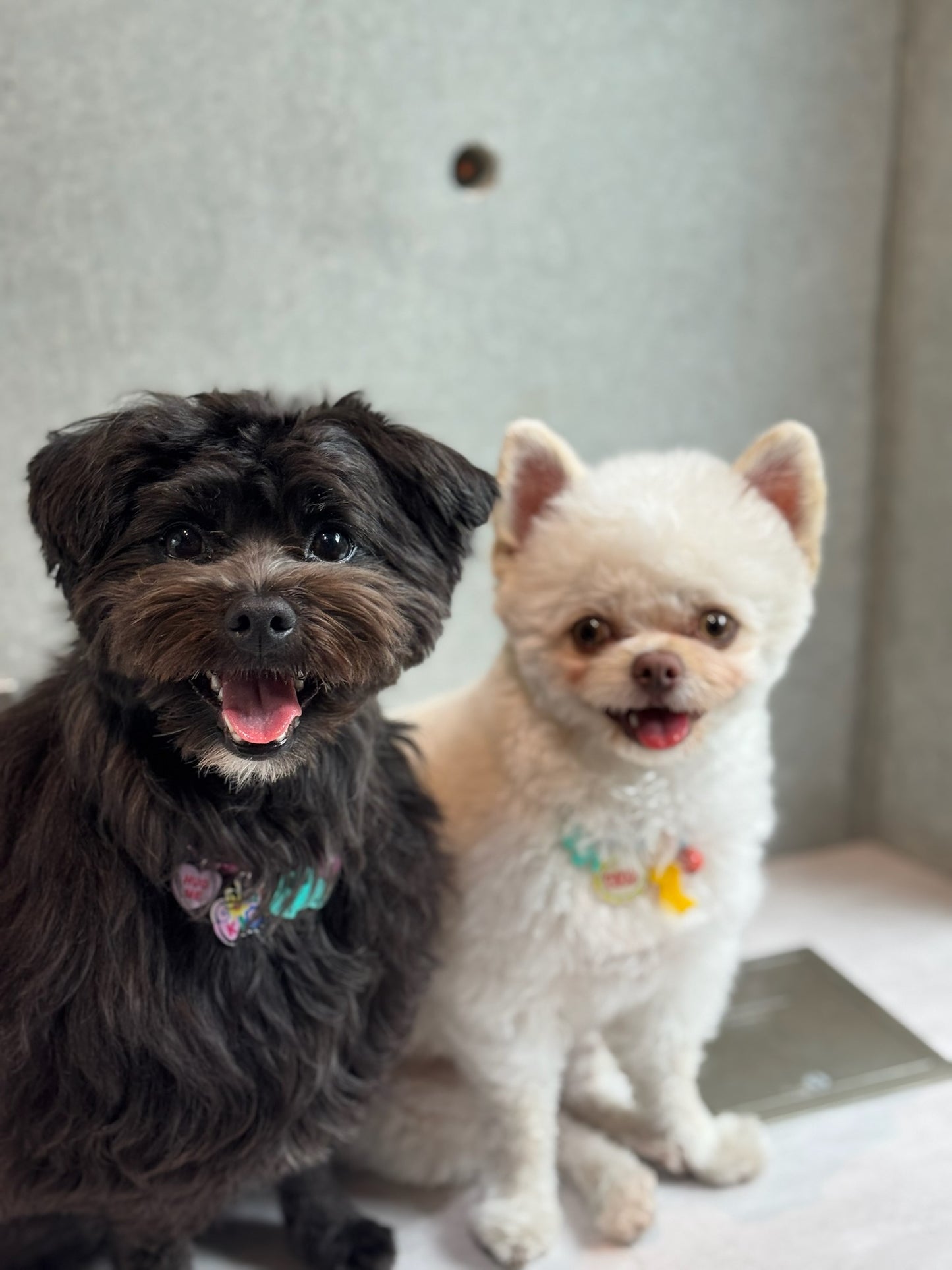 Lサイズ (33cm-50cm)