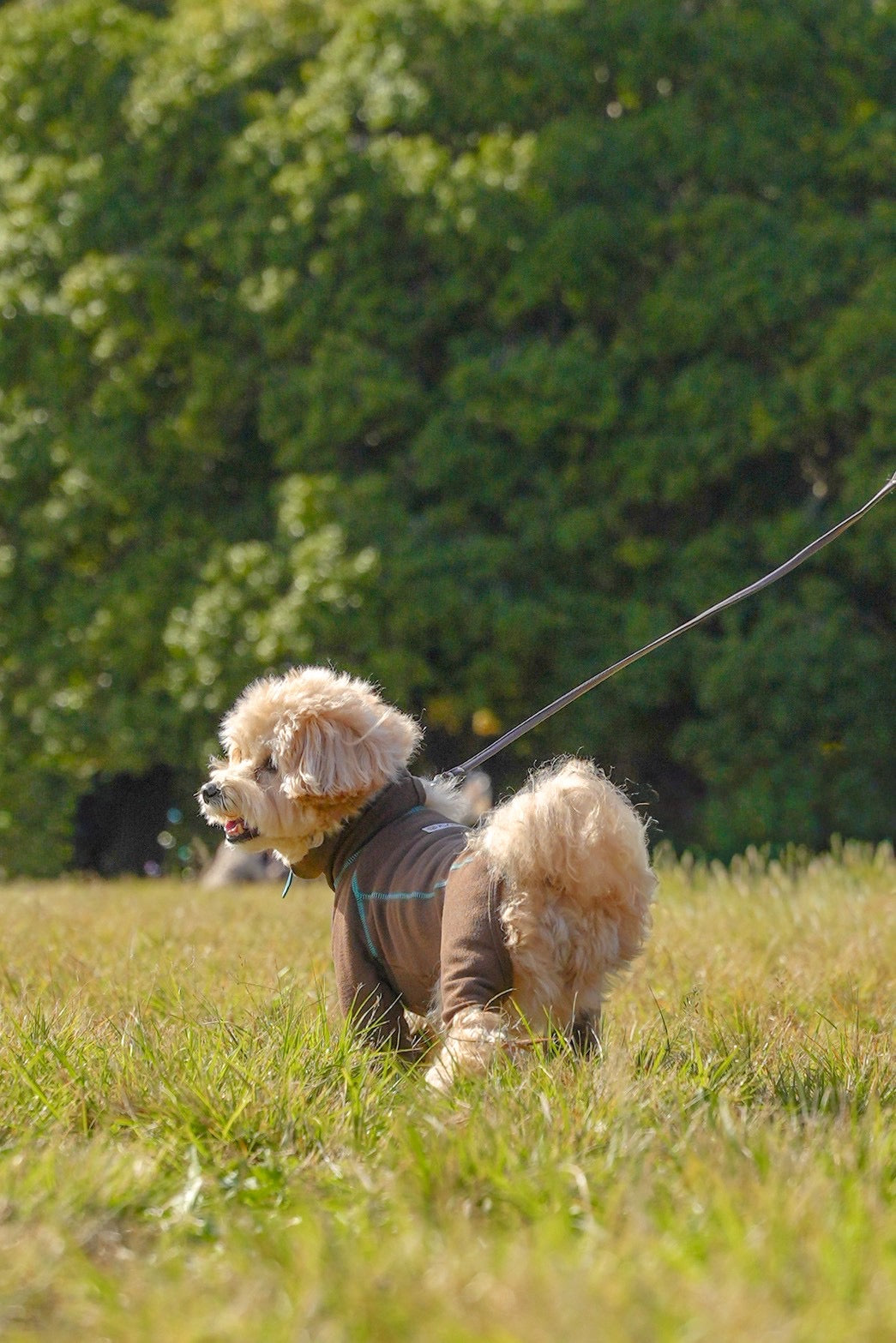 【iCANDOR】POLAR TWEED スヌードスーツ