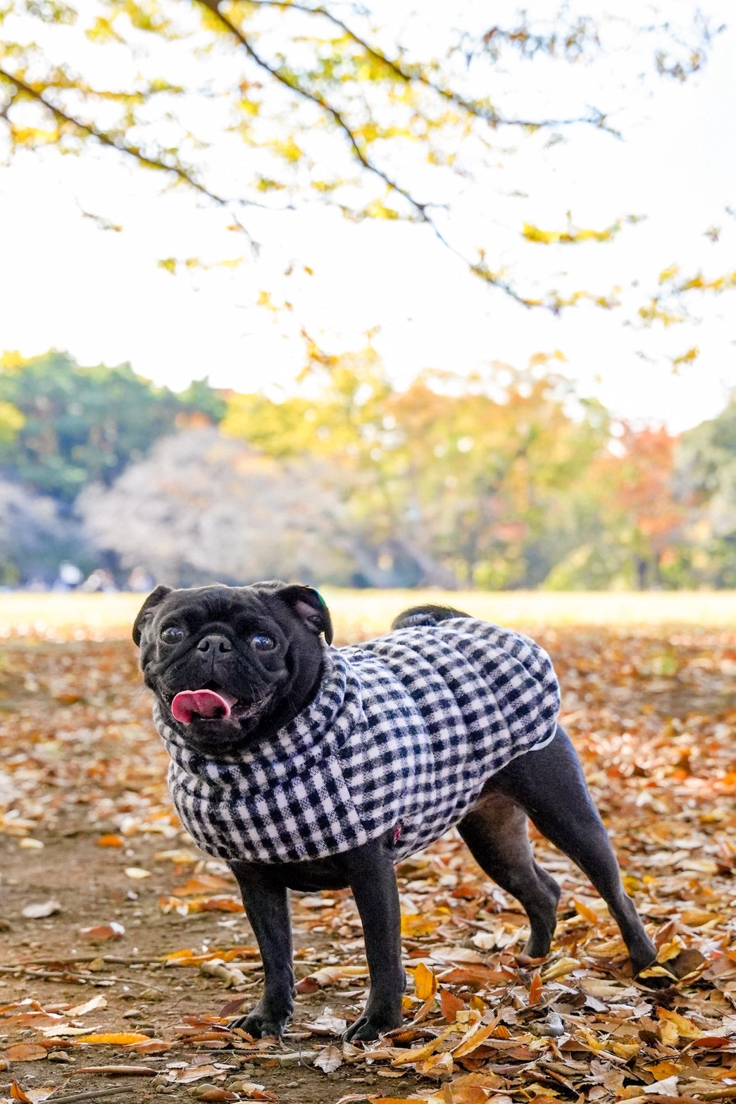 【iCANDOR】 Edinburgh Check ダウン