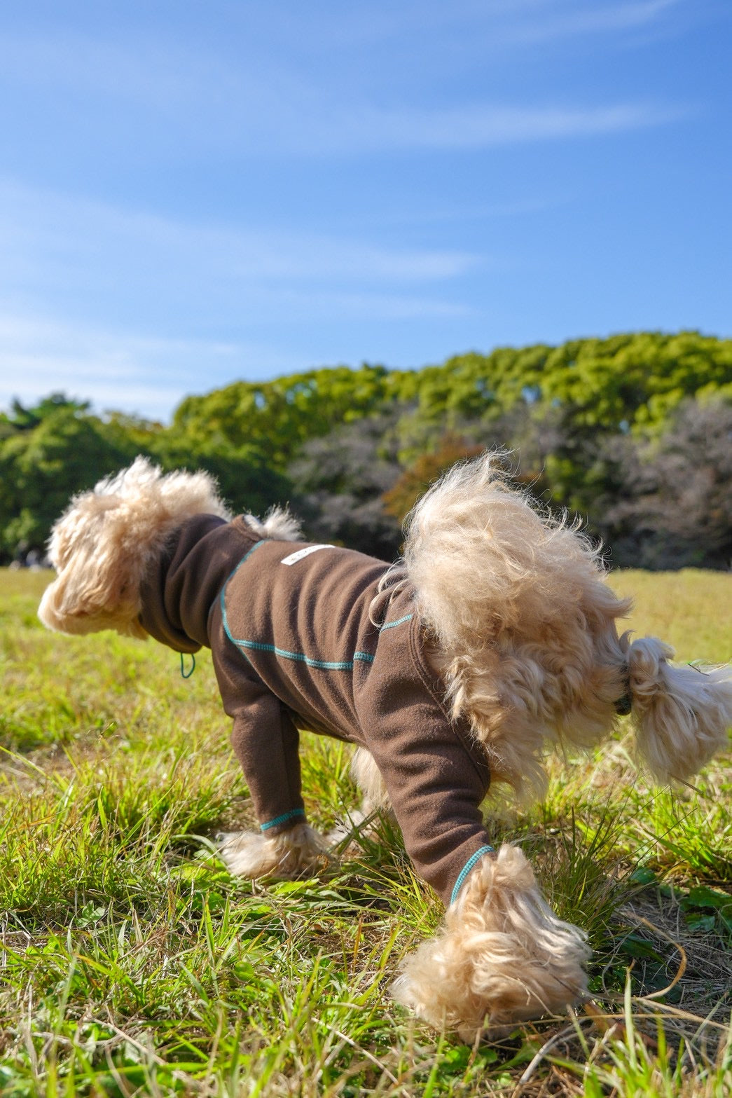 【iCANDOR】POLAR TWEED スヌードスーツ