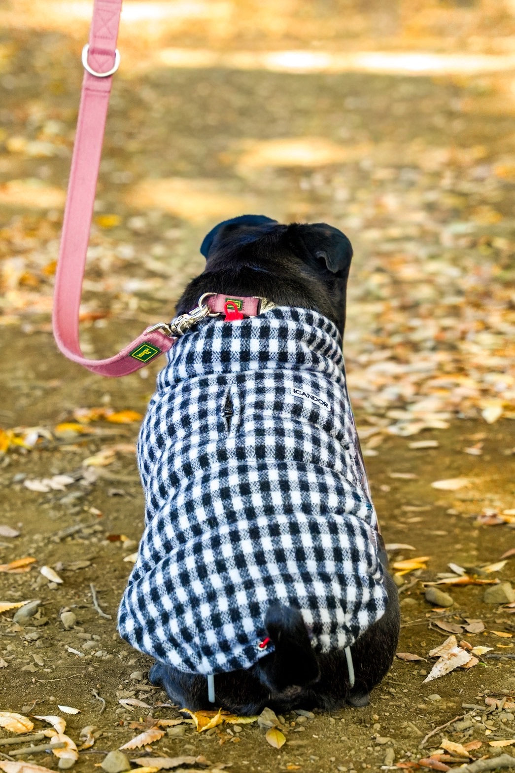 【iCANDOR】 Edinburgh Check ダウン