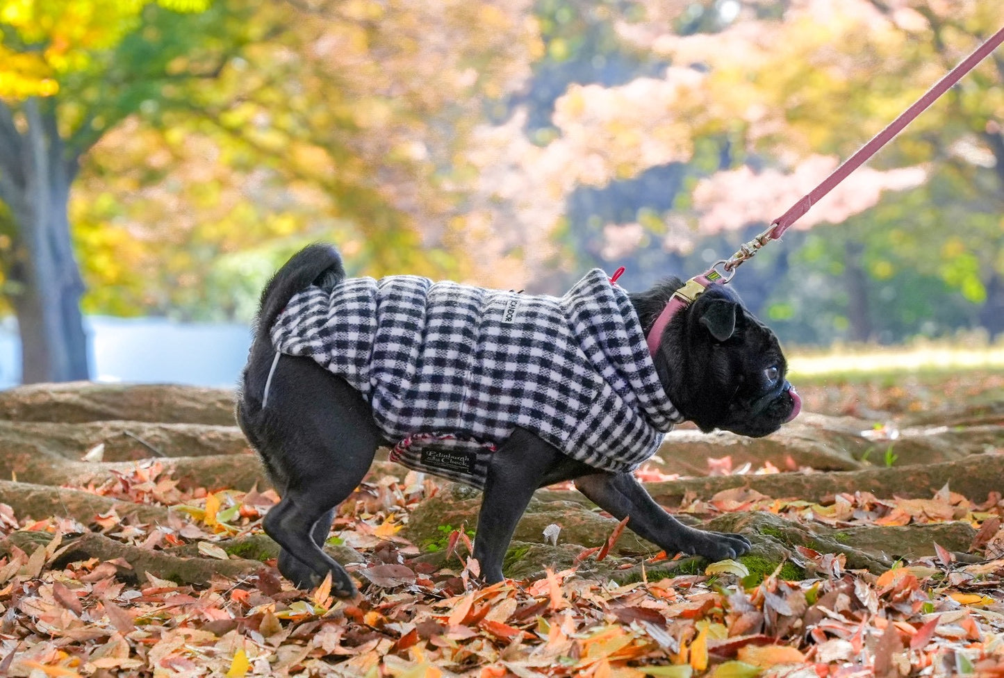 【iCANDOR】 Edinburgh Check ダウン