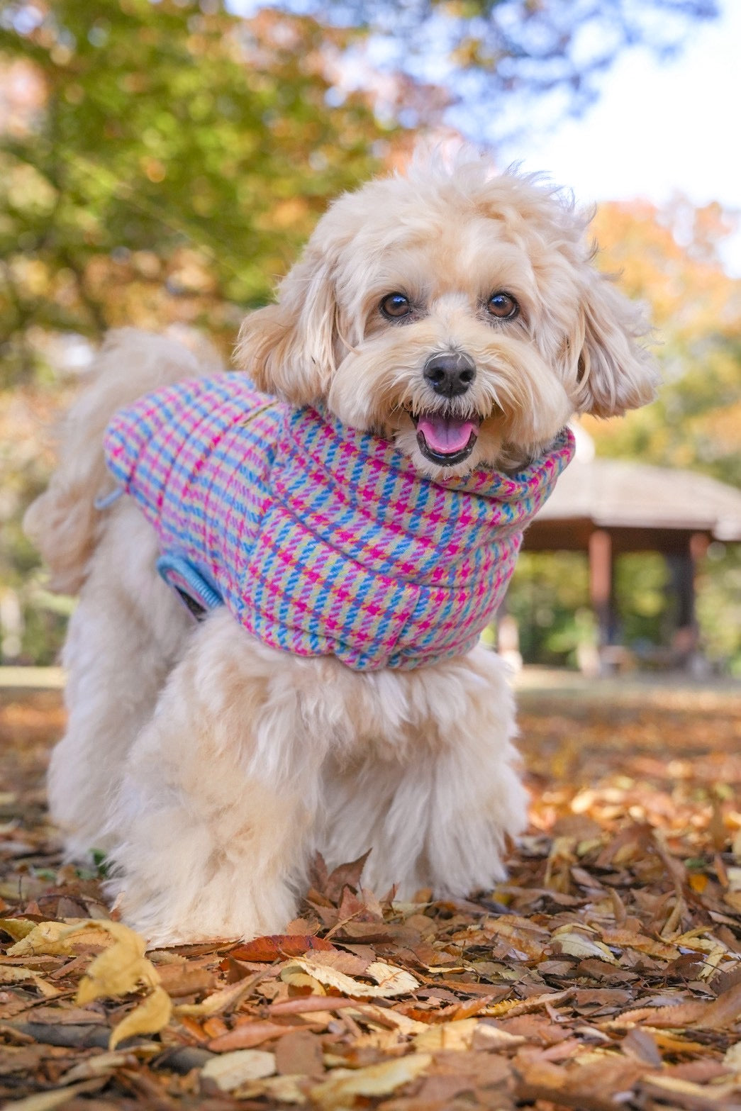 【iCANDOR】  Edinburgh Check ダウン