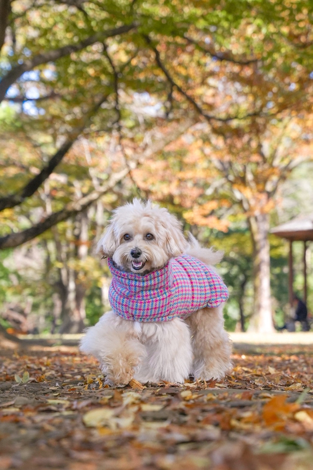 【iCANDOR】  Edinburgh Check ダウン