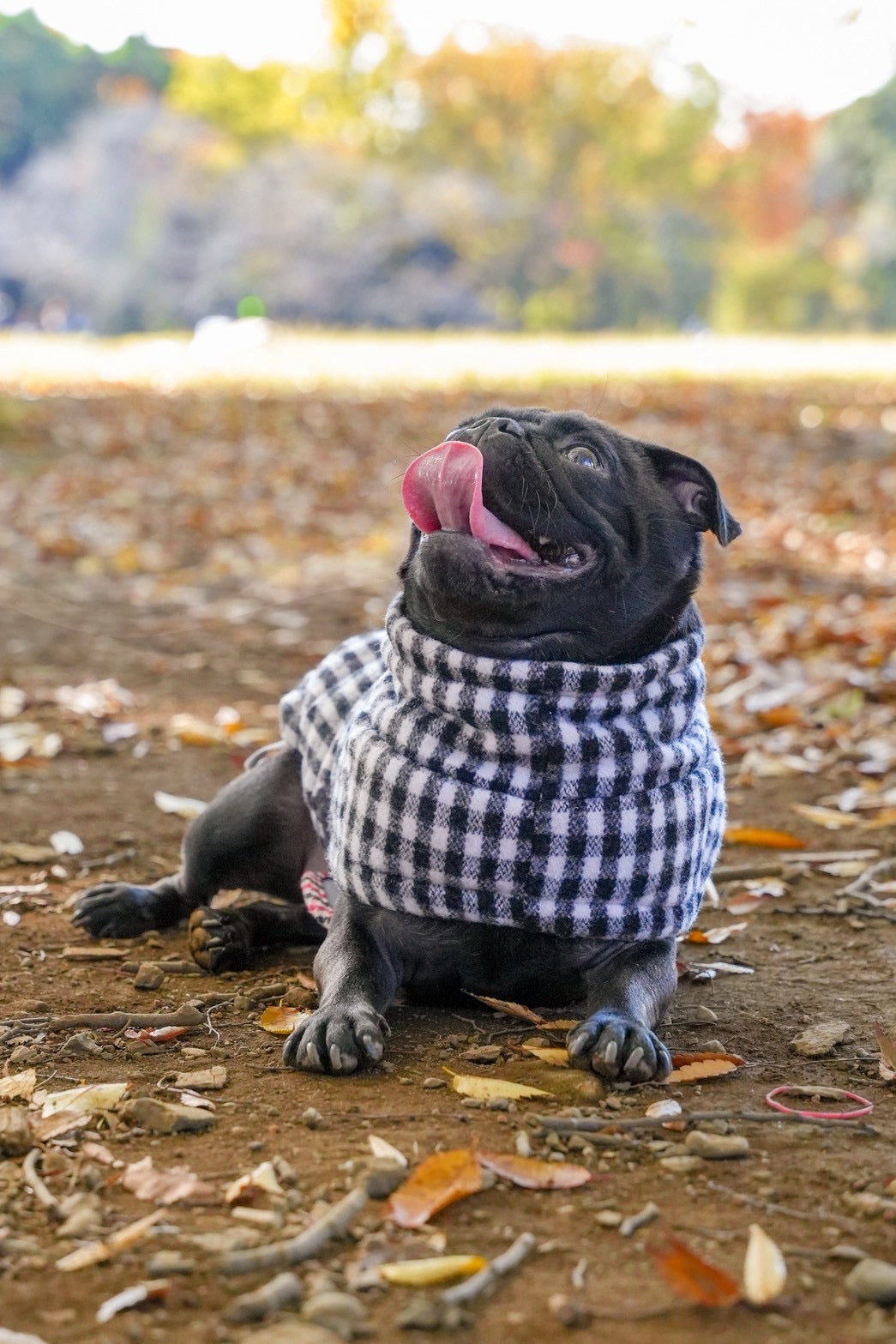 【iCANDOR】 Edinburgh Check ダウン