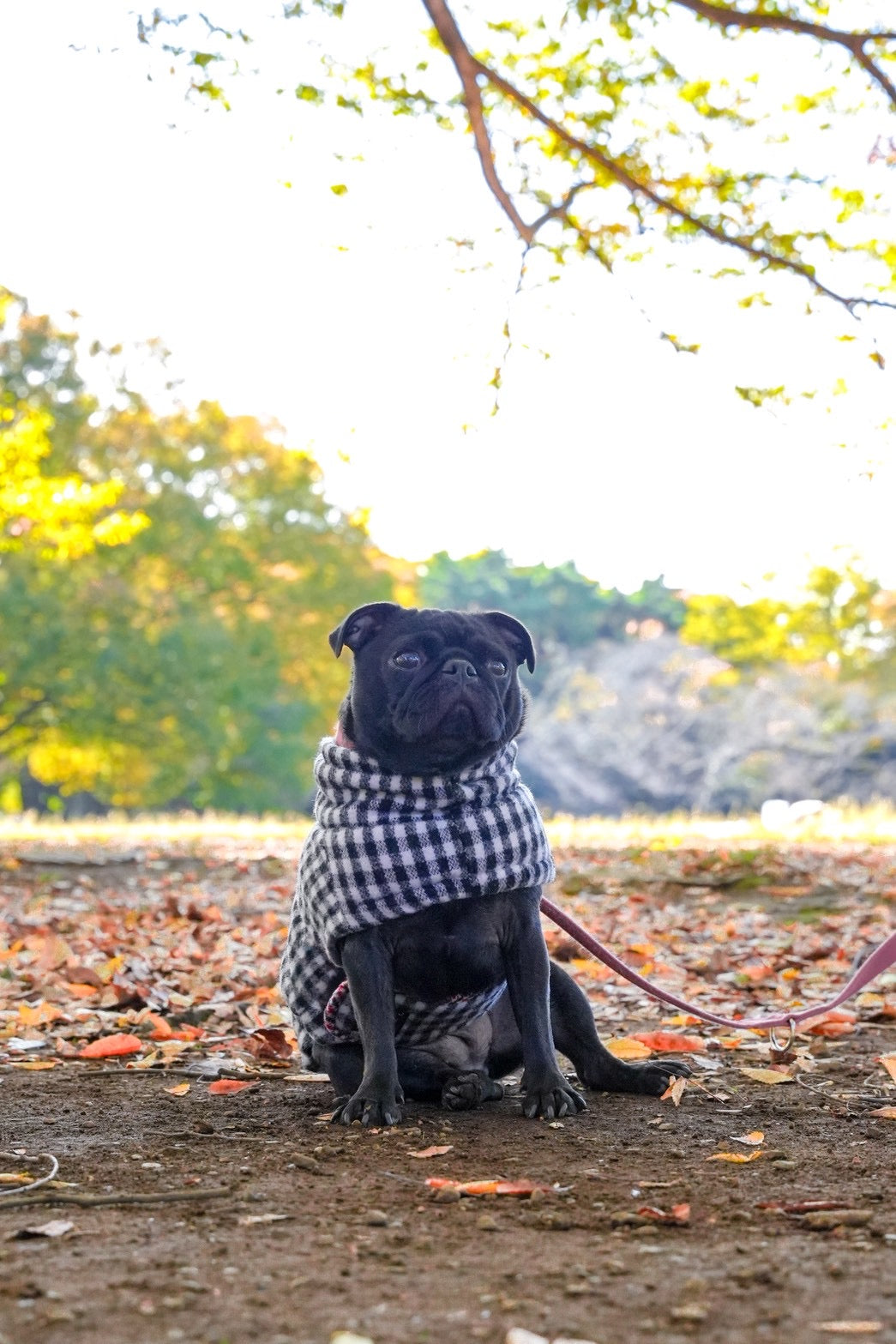 【iCANDOR】 Edinburgh Check ダウン