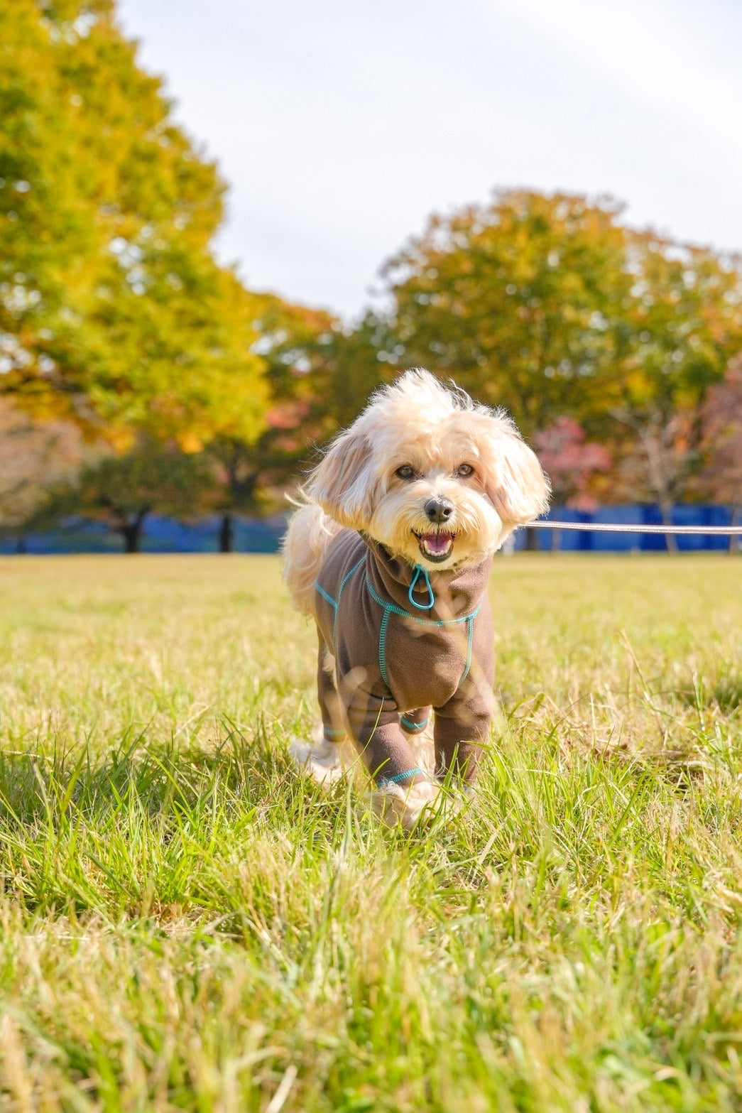 【iCANDOR】POLAR TWEED スヌードスーツ