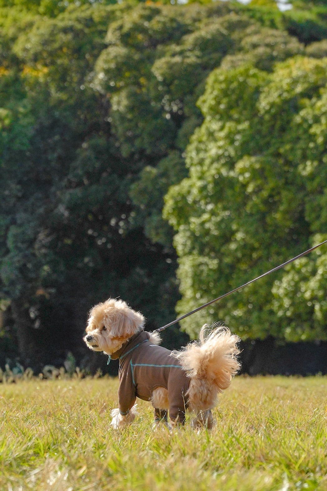 【iCANDOR】POLAR TWEED スヌードスーツ