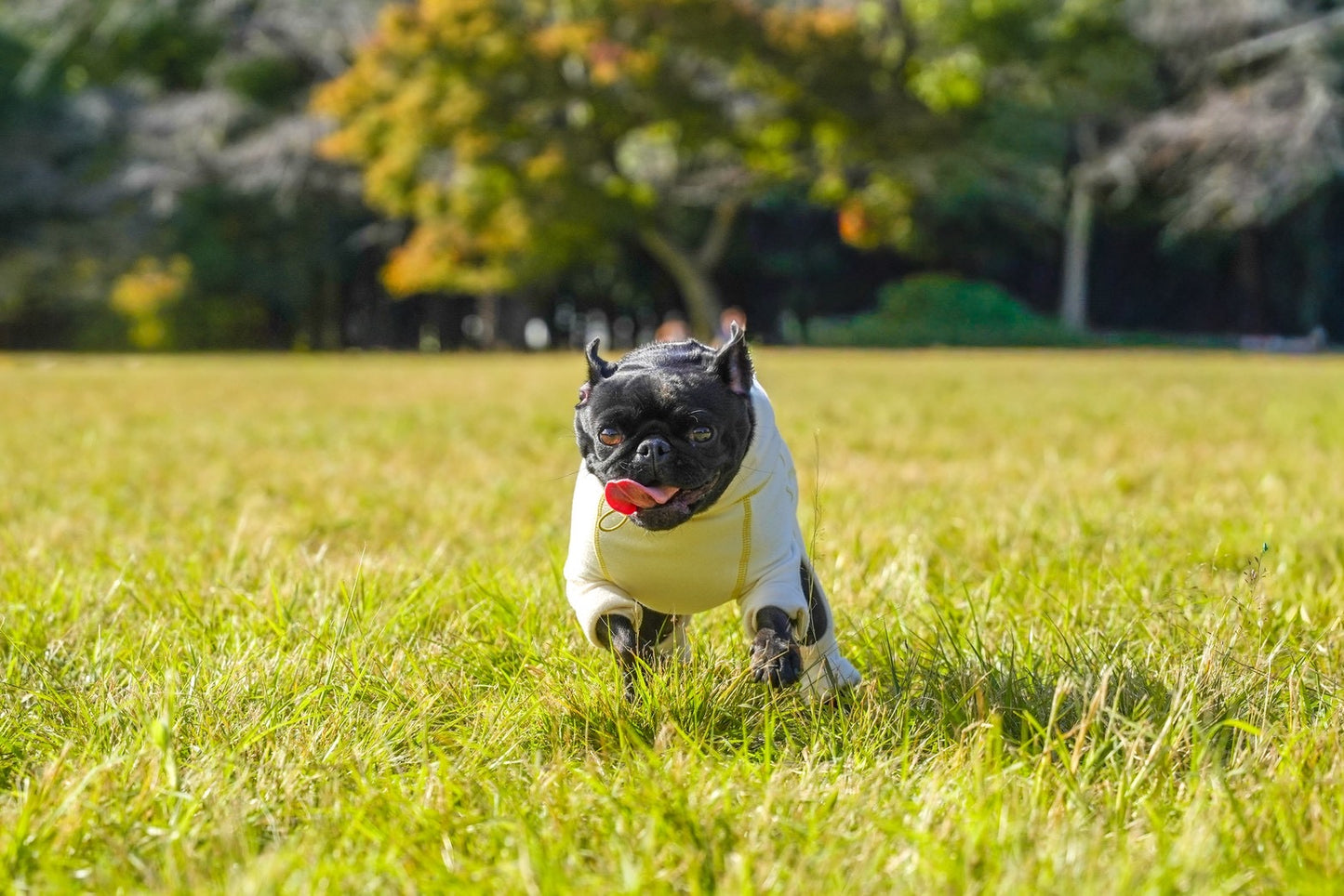 【iCANDOR】POLAR TWEED スヌードスーツ