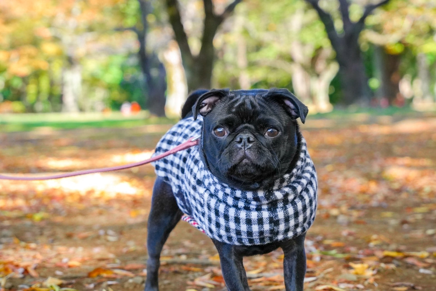 【iCANDOR】 Edinburgh Check ダウン